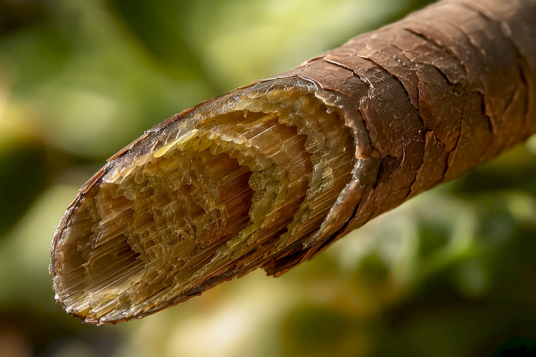 Macro close-up of hair cortex layers