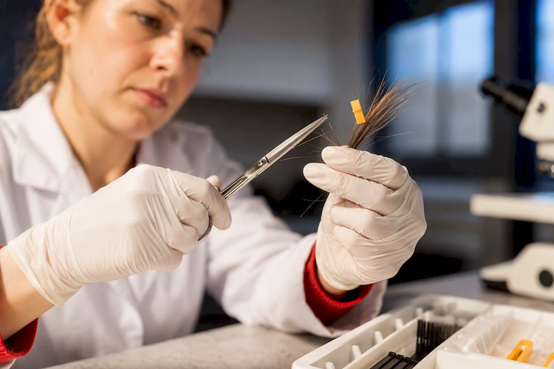 Technician collecting hair drug test sample