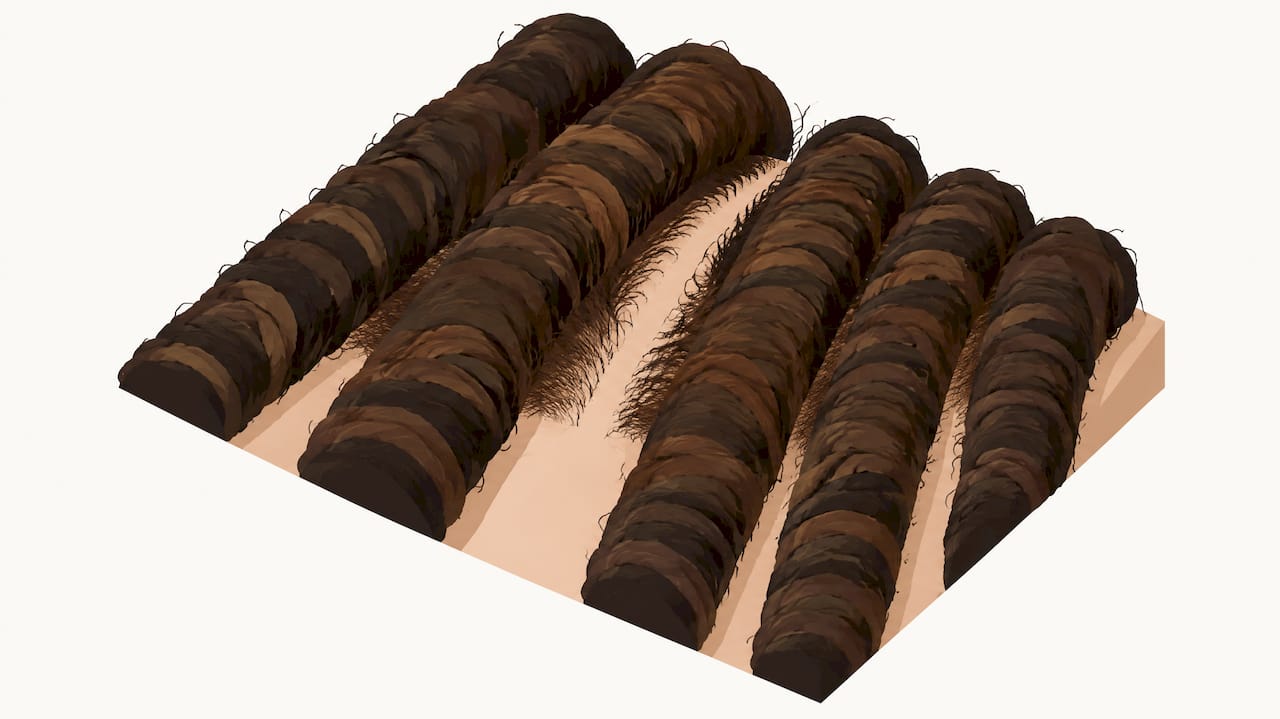 Illustration showing access to dreadlock roots