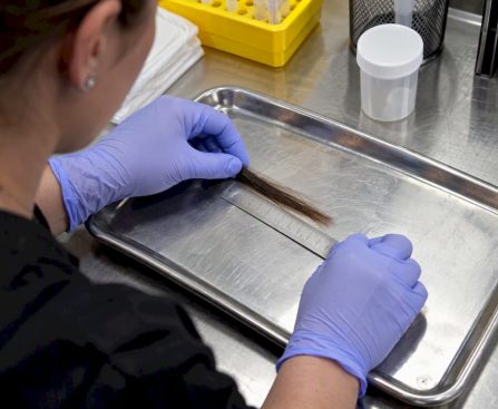 Technician measuring a scalp hair test sample